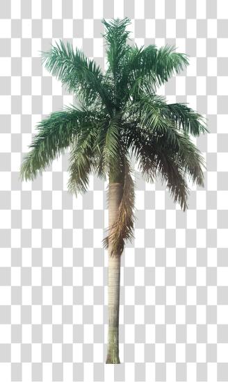 Download un colección de Tropical Plant con Palm Trees PNG file