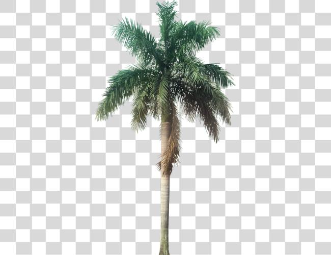 Download A Collection Of Tropical Plant With Palm Trees Clip Art