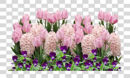 Download Spring Tulips Easter Flower Flowers Spring Flower Easter Flowers PNG file