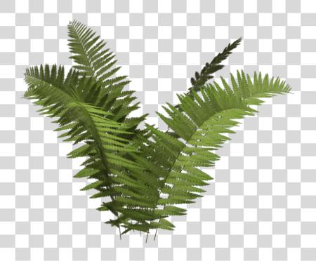 Download Fern Different Plant Fern PNG file