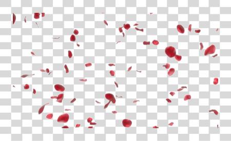 Download Falling Petals Falling Rose Petals PNG file