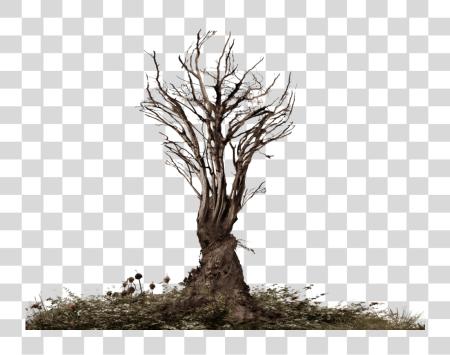 Download Creepy Tree Dead Tree PNG file