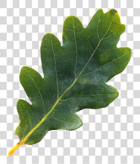 Download Acorn Leaf Oak Tree Leaves PNG file