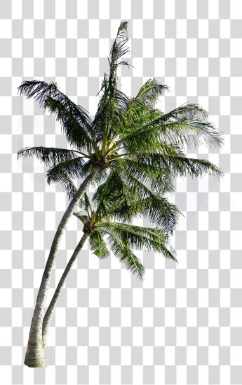 Download Coconut Computer Tree File Image Coconut Tree Image PNG file