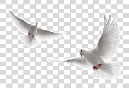 Download Holy Spirit Dove White Doves Flying PNG file