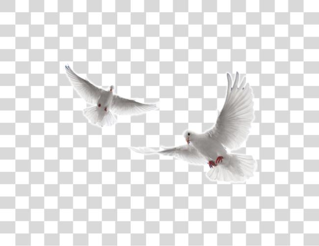 Download Holy Spirit Dove White Doves Flying Clip Art