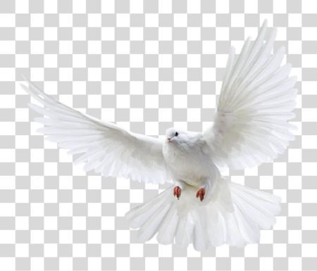 Download Pigeon White Pigeon Flying PNG file