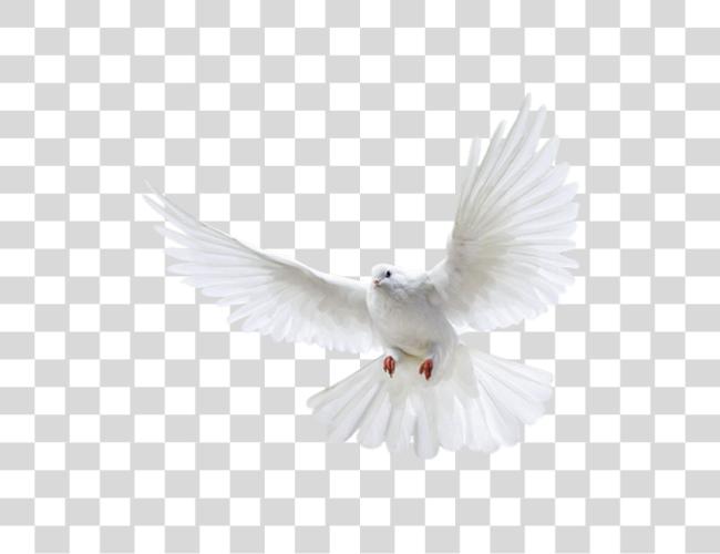 تحميل Pigeon أبيض Pigeon طيران مقطوعة فن