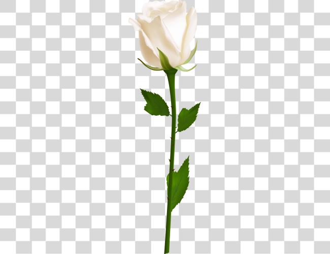 Download Single White Rose White Rose Clip Art