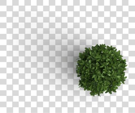 Download Plant Top View PNG file