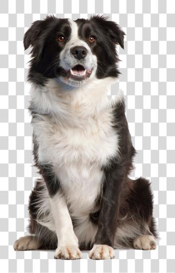 Download Dog Image Border Collie PNG file