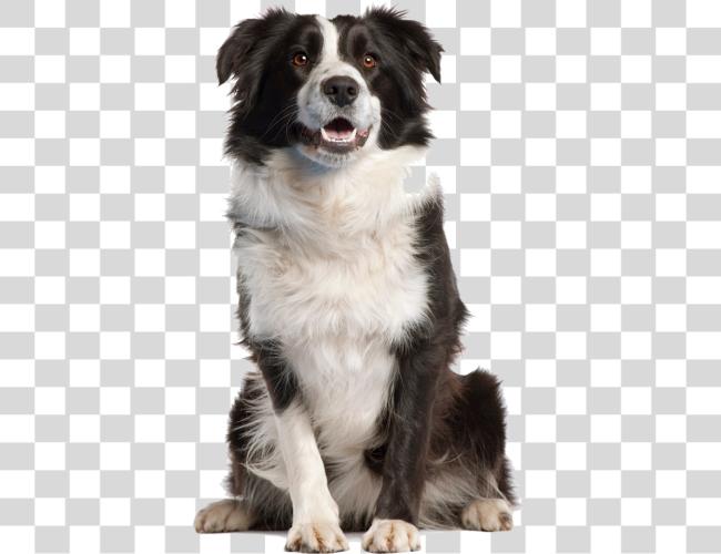 Download perro Image Border Collie Clip arte