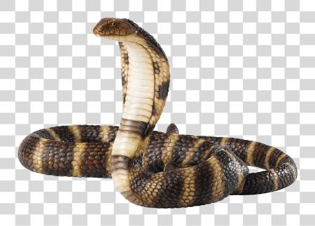 تحميل Cobra Snake بي ان جي ملف