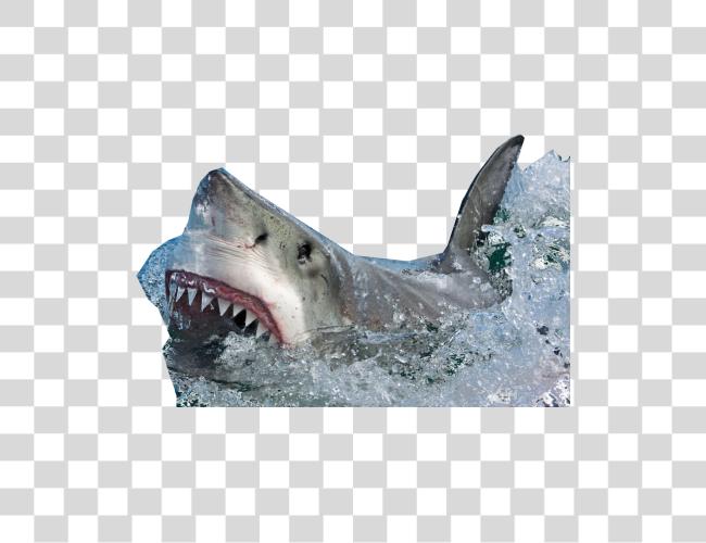 Download Shark Clip Art