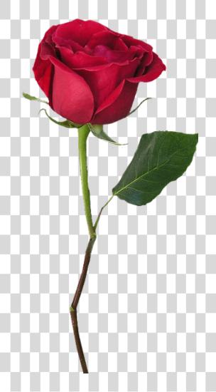 Download rosa con Stem belleza y el Beast rojo rosa PNG file