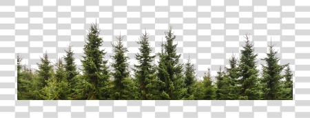 Download Row Of Trees PNG file