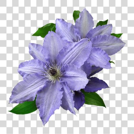 Download This Flowering Vine Produces Extravagant Flowers All Purple Flower Cut Out PNG file