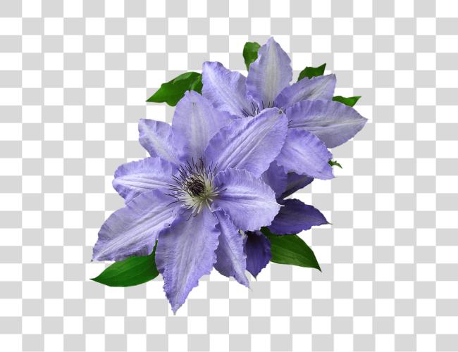 Download This Flowering Vine Produces Extravagant flores All morado flor Cut fuera Clip arte