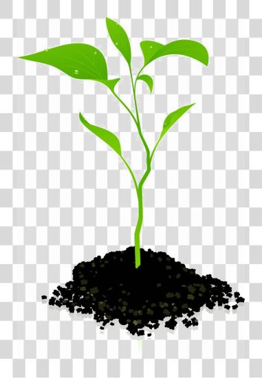 Download Growing Plant Photos Growing Plant PNG file