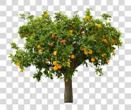 Download Fruit Tree PNG file