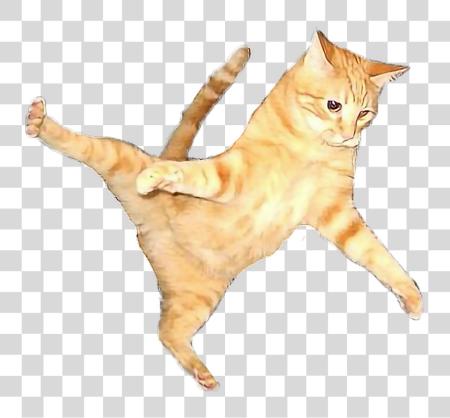 Download Cat Flying Flyingcat Orangecat Orange Color Play Flying Cat PNG file