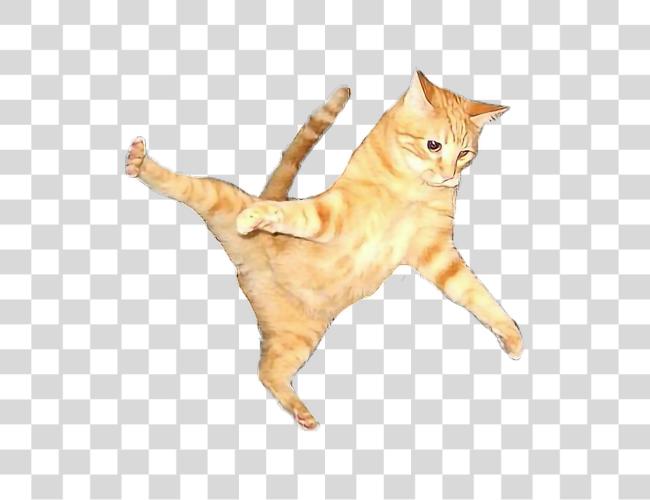 Download Cat Flying Flyingcat Orangecat Orange Color Play Flying Cat Clip Art