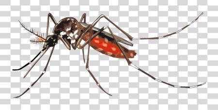 تحميل Mosquito Image Mosquito بي ان جي ملف