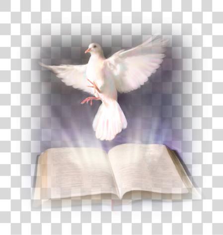 Download Paloma Confirmacion El Espiritu Santo Y La Biblia PNG file