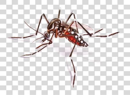 下载 Mosquito Febre Amarela Imagens Do Aedes Aegypti PNG file