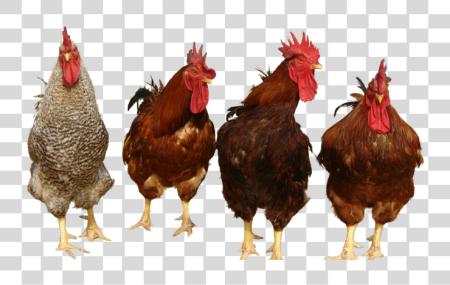 Download Chicken Chickens PNG file