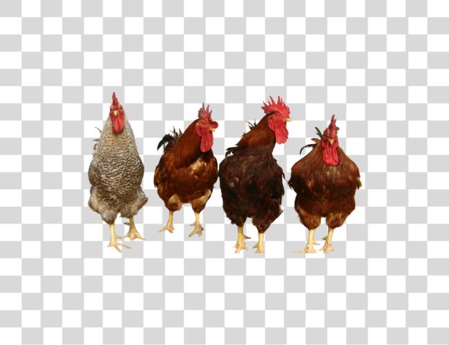 Download Chicken Chickens Clip Art