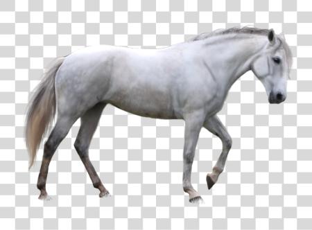 Download Horse Image Picture White Horse PNG file