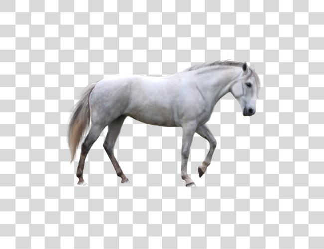 Download Horse Image Picture White Horse Clip Art