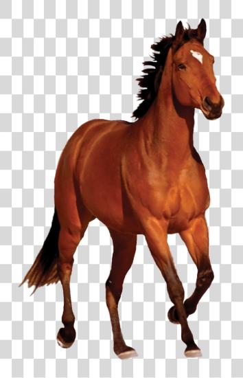 Download Horse Horse PNG file