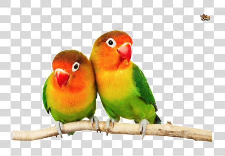 Download Love Birds Pic Love Birds PNG file