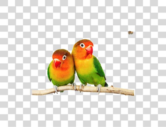 Download Love Birds Pic Love Birds Clip Art