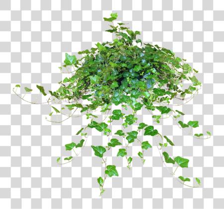 Download Jaceyhanging Ivy Plant Texture Hanging Plants File PNG file