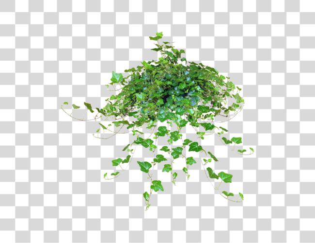 Download Jaceyhanging Ivy Plant Texture Hanging Plants File Clip Art