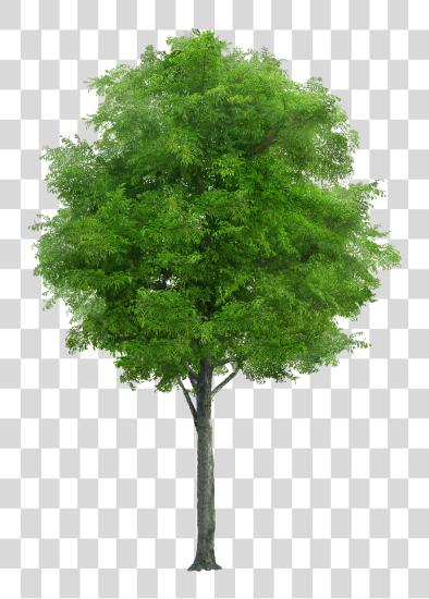 Download Laminated Poster Nature Trunk Wood Tree Forest Neem Tree PNG file