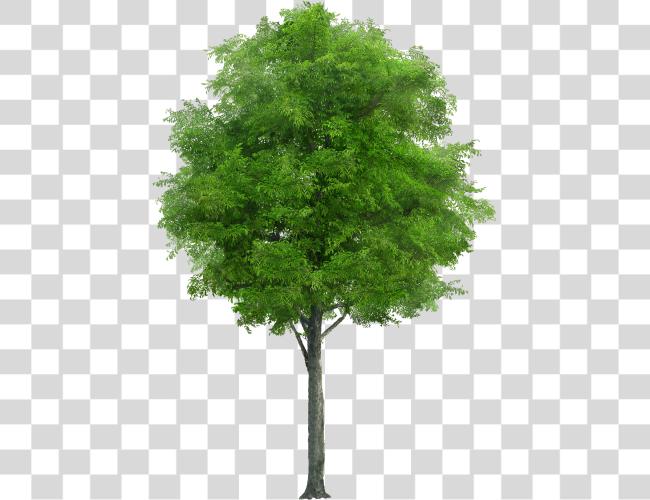 Download Laminated Poster naturaleza Trunk madera Tree bosque Neem Tree Clip arte