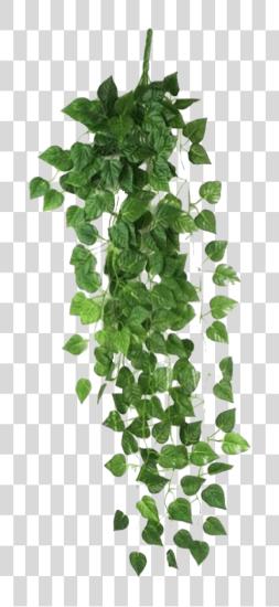 Download Vine Plant PNG file