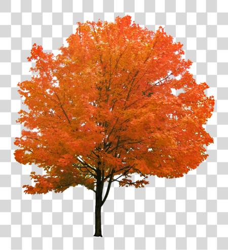 تحميل Cutout Autumn شجرة أحمر Maple شجرة بي ان جي ملف