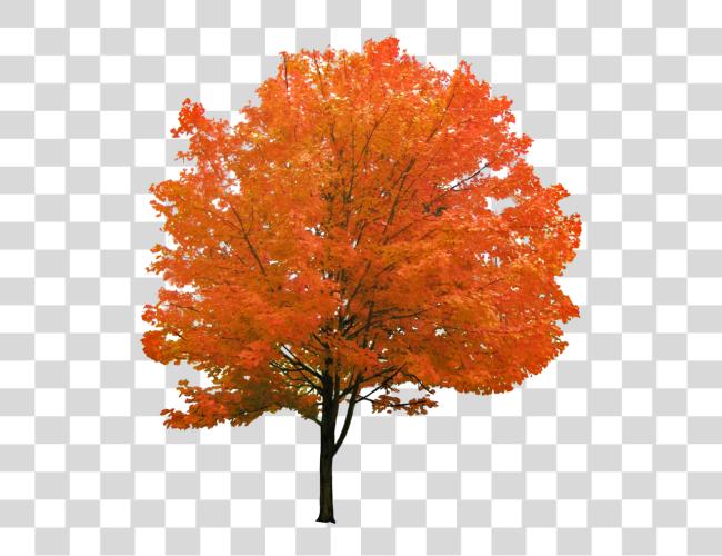 Download Cutout Autumn Tree Red Maple Tree Clip Art