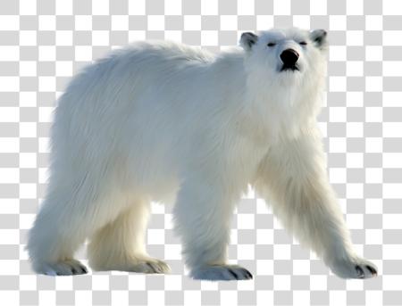 Download Polar White Bear Polar Bear PNG file