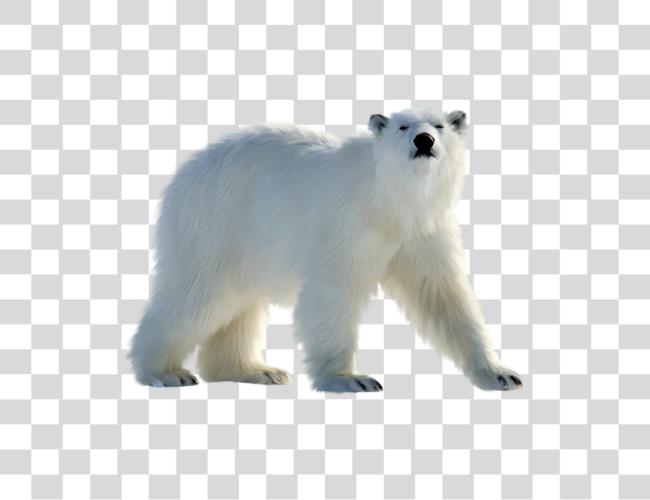 Download Polar White Bear Polar Bear Clip Art