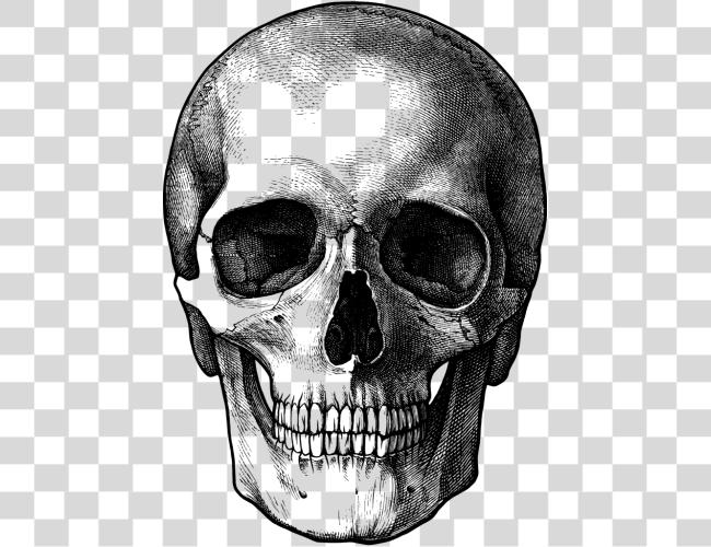 Download Skulls Photo Skull Drawing Clip Art