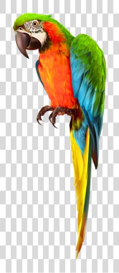 下载 鸚鵡 Macaw PNG file