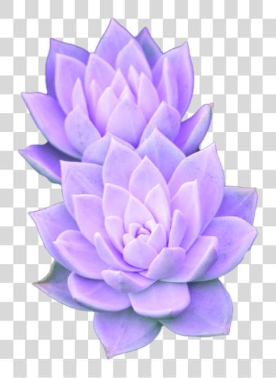 Download Purple Aesthetic Succulent Flower PNG file