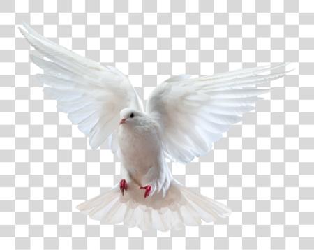 下载 Holy Spirit Dove Dove 和 Bible PNG file