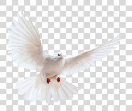 下载 白色 Dove Image 鸟 Image 與 Dove PNG file